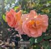 Charlotte Vieli rose photo