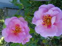 Orienta rose photo