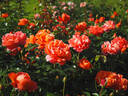 Theodor Fontane Rose rose photo