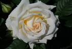 Dunhuang rose photo