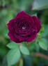 Carolyn Supinger rose photo