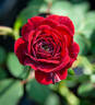 Cheerleader ™ rose photo