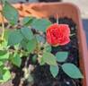 C01-1 rose photo