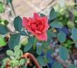 C01-1 rose photo