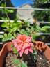 C01-1 rose photo