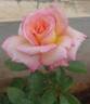 Shah Alam rose photo