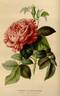 Triomphe de Valenciennes rose photo