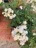 Pretty Polly White™ rose photo