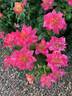 Polynesian Punch rose photo