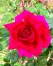 Rocket rose photo
