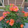 Rise Up Emberays™ rose photo
