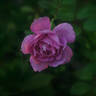 Harry Edland rose photo