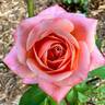 Chic rose photo