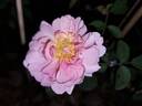The Countryman rose photo