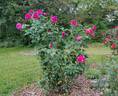 Brindabella Purple Prince rose photo