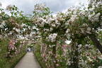 Sander's White rose photo