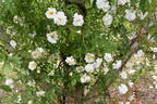 Sander's White rose photo