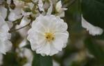 Sander's White rose photo