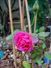 John Clare ® rose photo