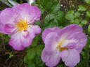 Escapade rose photo