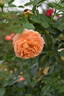 Olds College Rose rose photo
