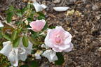 Many Happy Returns rose photo