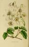 <i>C. indivisa</i> var. <i>lobata</i> Willd. synonym clematis photo