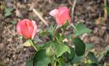 Lovely Lady rose photo