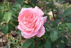 Lovely Lady rose photo