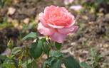 Lovely Lady rose photo
