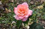 Lovely Lady rose photo