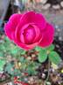 Sir Edward Elgar rose photo