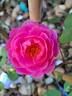 John Clare ® rose photo