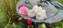 Clotilde Soupert, Cl. rose photo