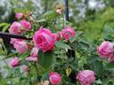 Hebe’s Cup rose photo