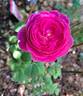 Sir Edward Elgar rose photo