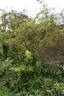 R. webbiana microphylla Synonym rose photo