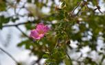 R. webbiana microphylla Synonym rose photo