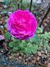 Sir Edward Elgar rose photo