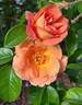 Orange Moss rose photo