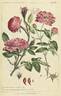 <i>Rosa damascena variegata</i> rose photo