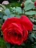 El Cid rose photo
