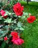 El Cid rose photo