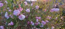 York and Lancaster rose photo