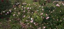 York and Lancaster rose photo