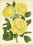 Maréchal Niel rose photo