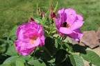 Sweet Hips rose photo