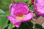 Sweet Hips rose photo