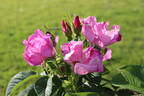 Sweet Hips rose photo