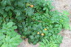 Sweet Hips rose photo